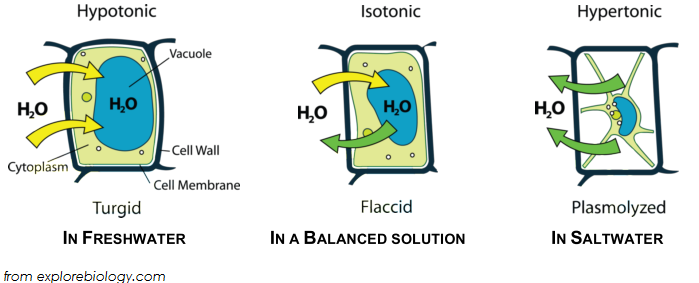 hypertonic diagram explain in brief the process of hypertonic hypertonic diagram explain in brief the process of hypertonic