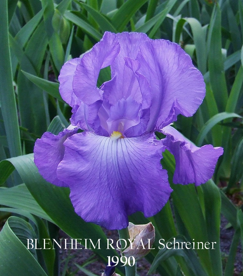 Tall Bearded Iris "BLENHEIM ROYAL" HERITAGE IRISES