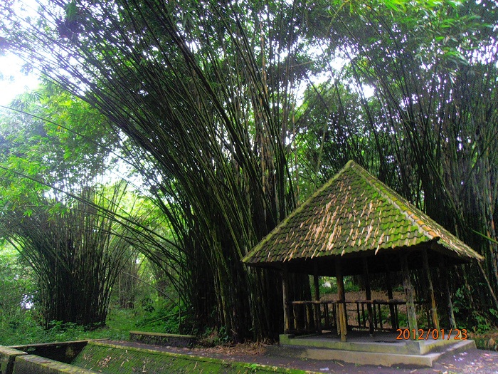 Tempat Wisata Hutan Bambu Di Lumajang