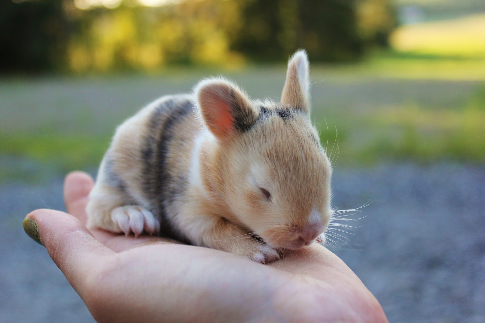 Kuvahaun tulos haulle kaninpoikanen