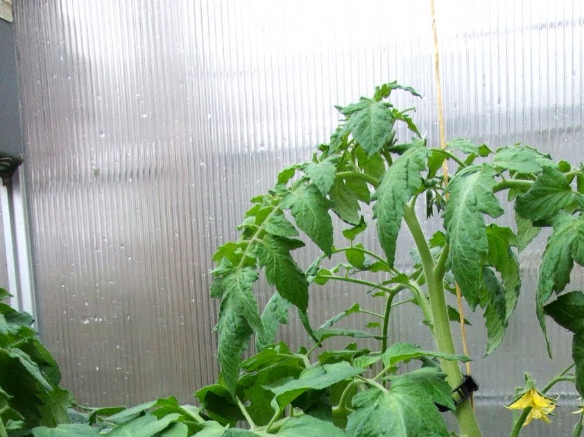 Hydroponic Supporting Cordon or Indeterminate tomatoes in the