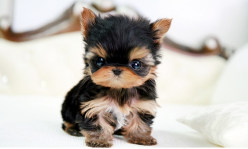 Secrets Of A Vet Tech The Pet Pa Professor Paws And Ponder While A Y Tiny Tea Cup Puppy Is Adorable They Were Not Supposed To Be Bred This Small And It