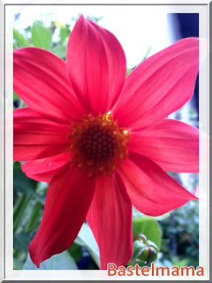 Dahlienblüte rot Blumen im August