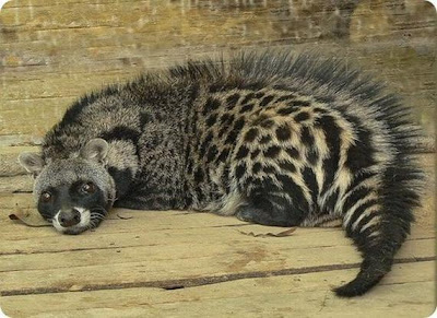 Luwak afrika http://asalasah.blogspot.com/2012/08/hewan-hewan-aneh-dan-langka-di-dunia.html
