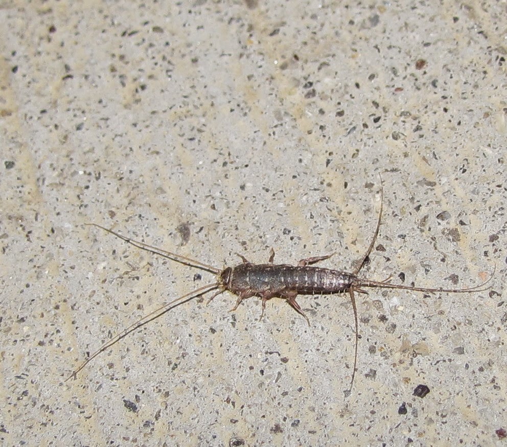 Plenty more silverfish dating