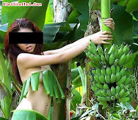 How to Grow Banana, All Step Grow Banana Plants, Bananas, Grow banana well, Growing bananas, How to harvest bananas, banana rhizome