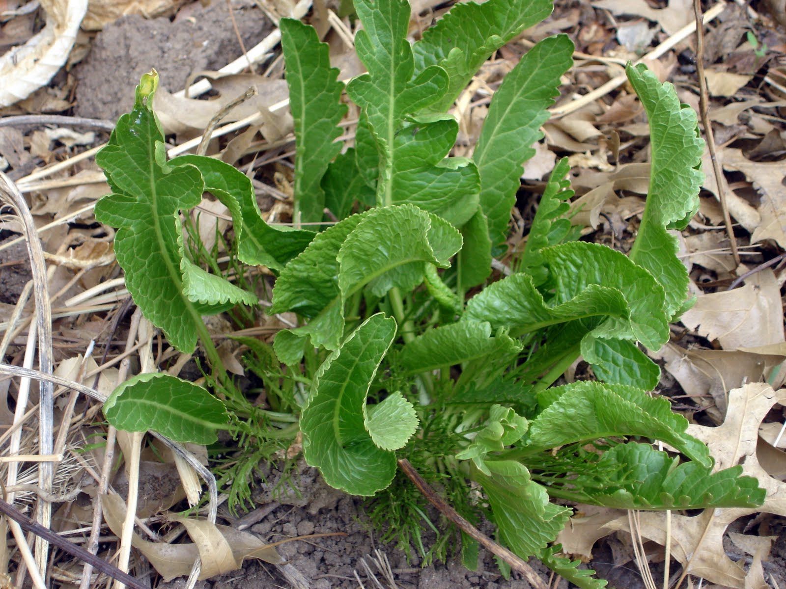 woman with wings wild salad