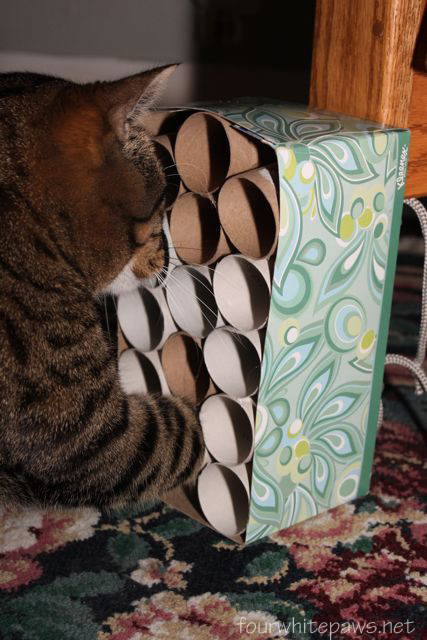 Easy Cat Toys To Make With Tissue Box Easy Cat Toys To Make With Tissue Box