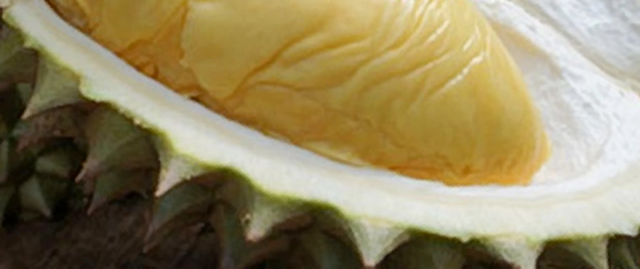 Dahsyatnya Manfaat  Durian Bagi Kesehatan Tubuh