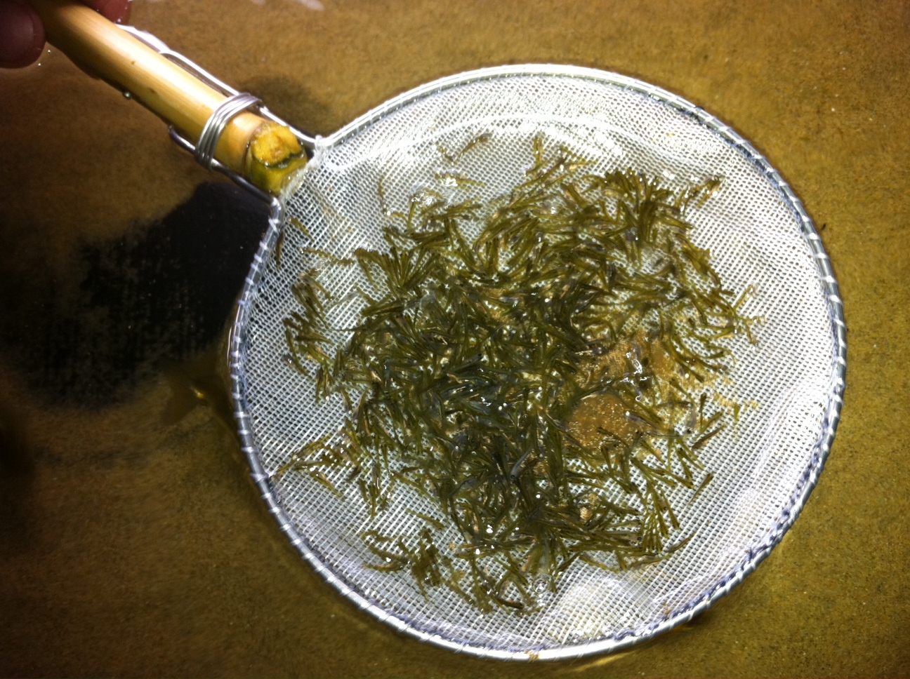 Goldfish Garage A Two Car Fishroom 07/01/2011 08/01/2011