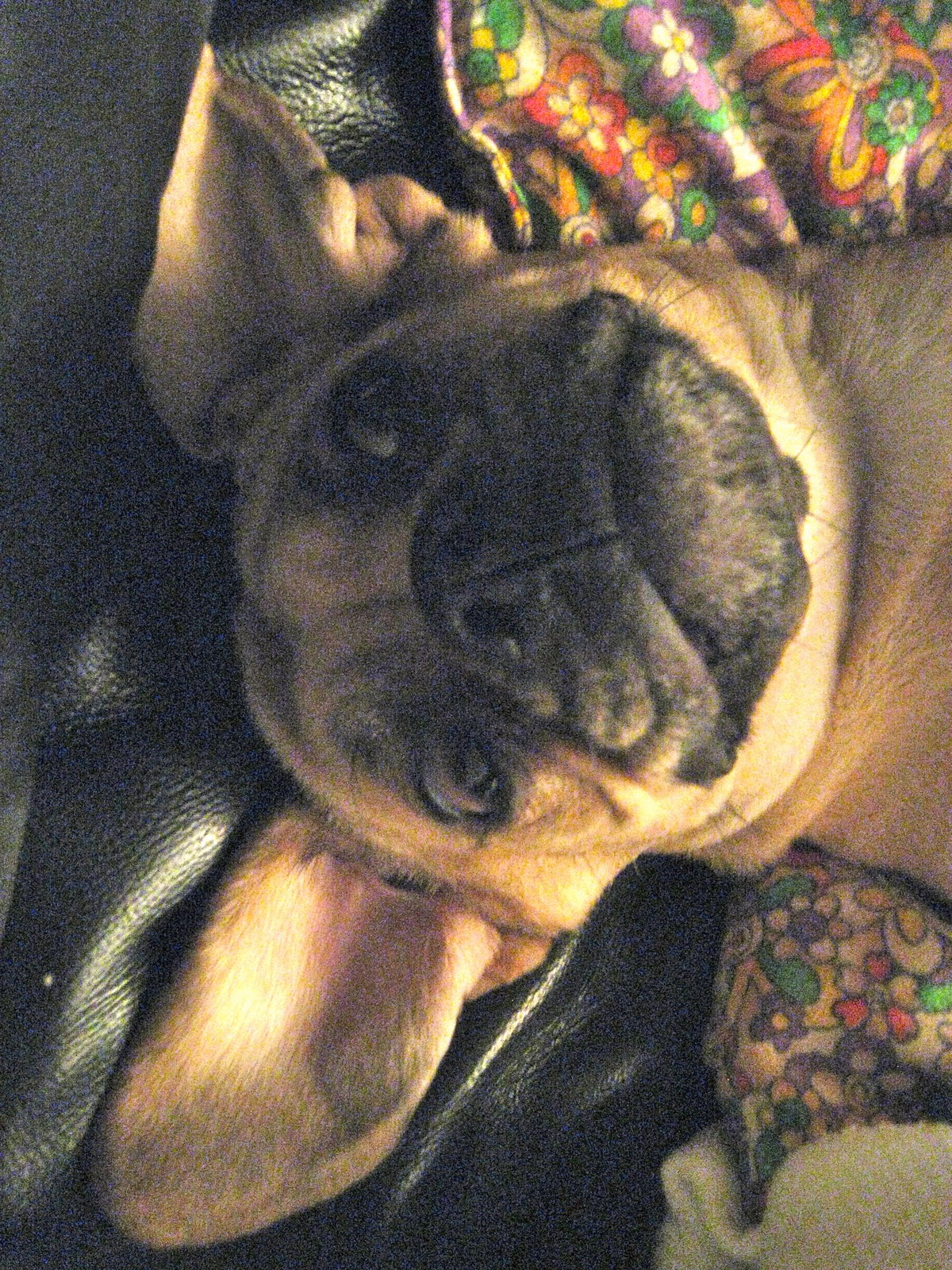 Upside down Puggles are the fun...
