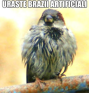 logica pomi brazi craciun