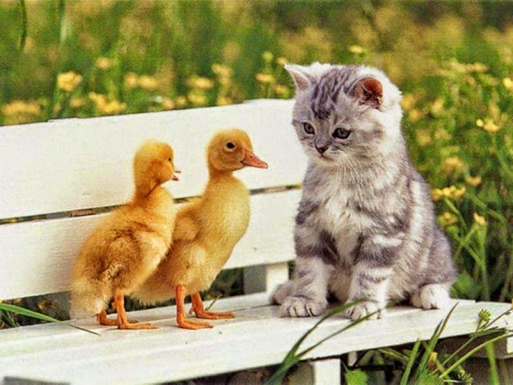 http://4.bp.blogspot.com/-O_mzOm4AGgA/TdyQikjW9BI/AAAAAAAAACU/6GX8a8RSWuU/s1600/gatos-005.jpg