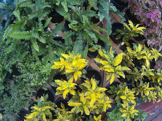 Yellow Rushfoil wall shrub