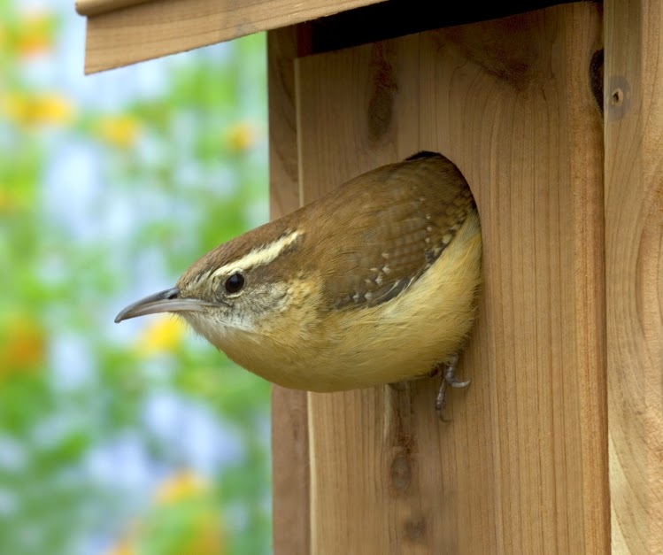 wild birds unlimited cleaning out nestboxes wild birds unlimited cleaning out nestboxes