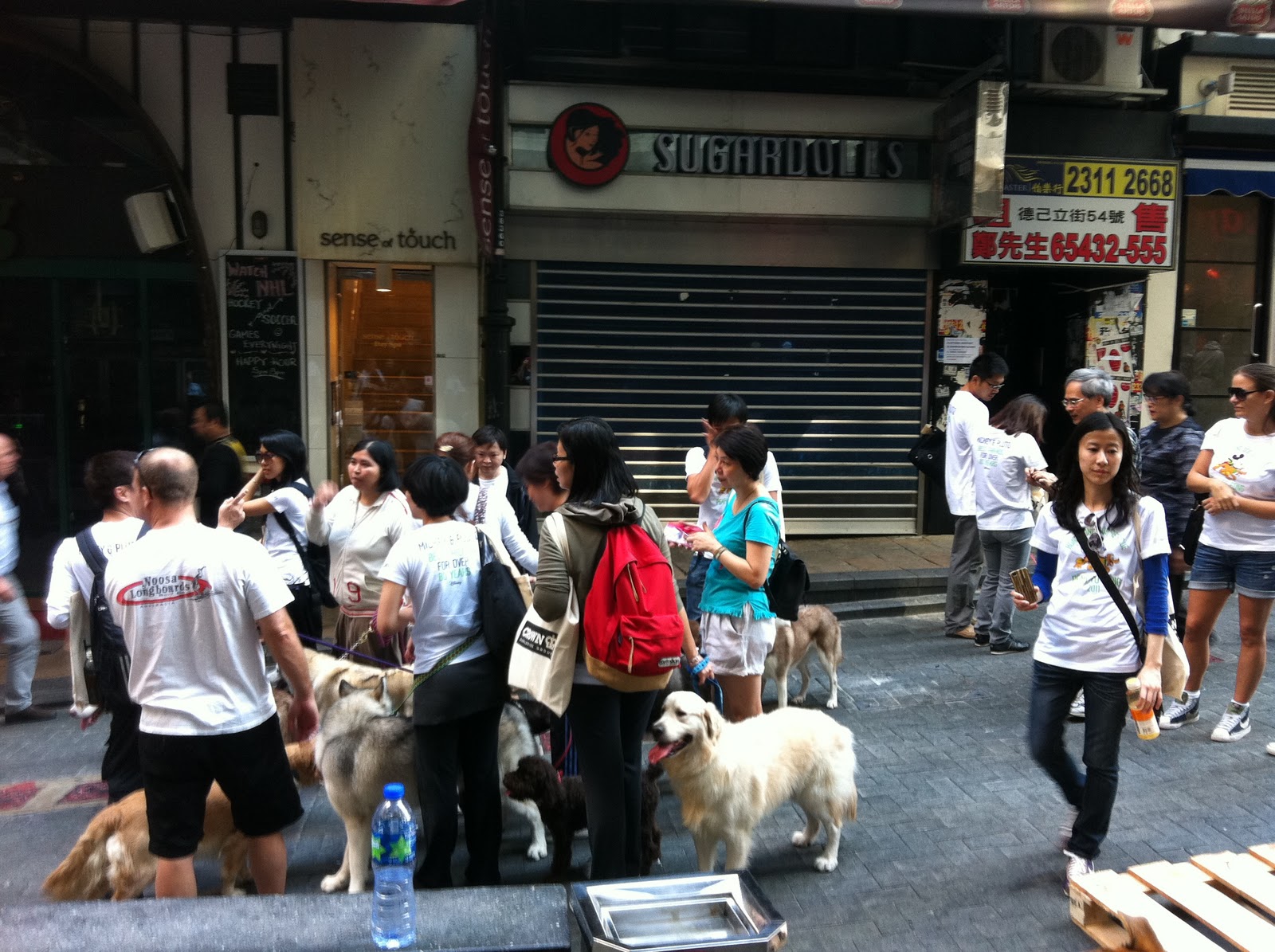 Miss Moneypenny's Adventure Hong Kong Dog Rescue Charity Walk