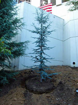 Plant Inventory At 20 Timothy Picea Pungens Colorado Blue Spruce