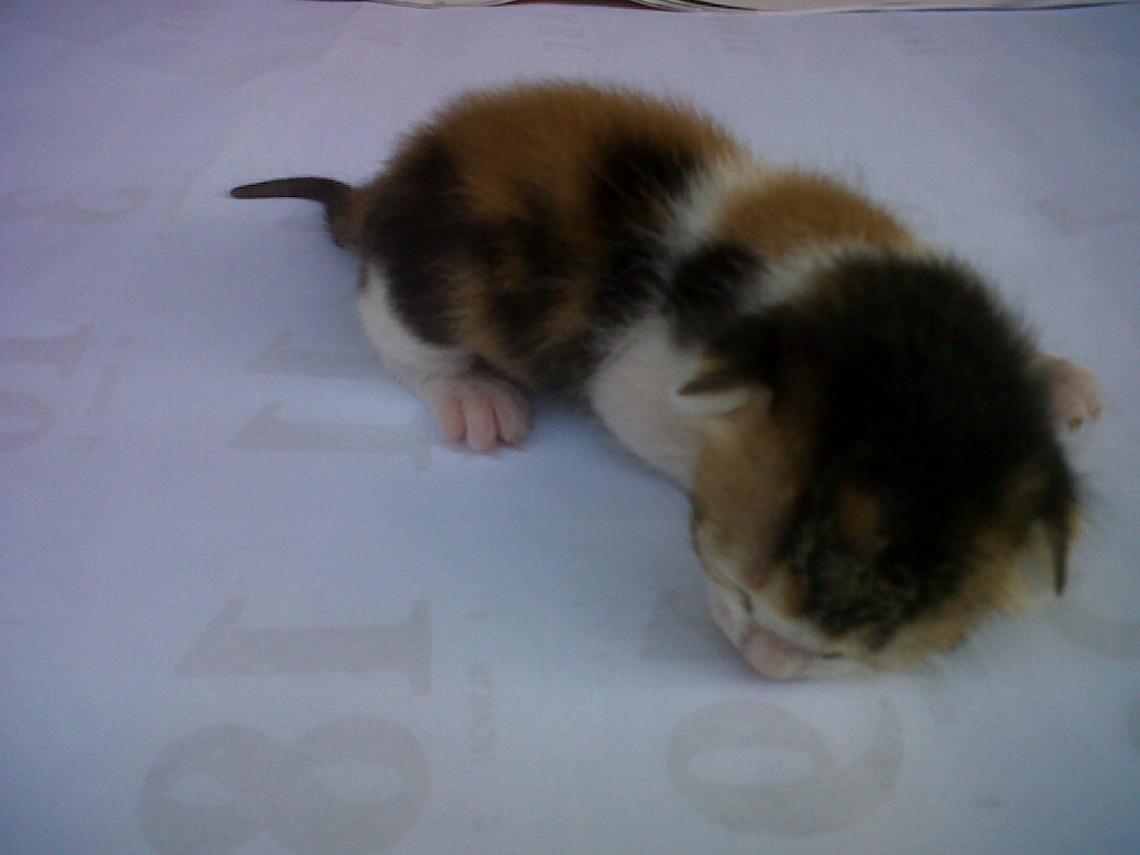 Jual Kucing Kembang Telon Jantan Jual Kucing Kembang Telon Jantan