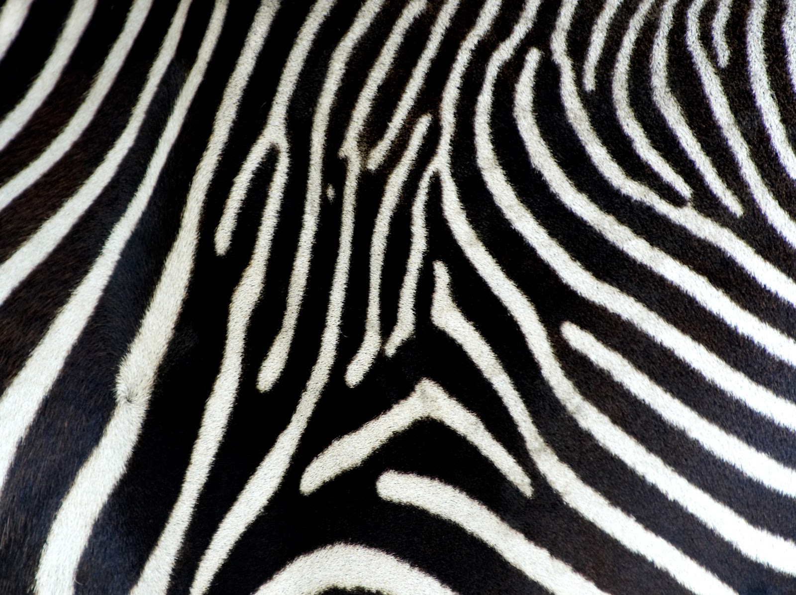 http://4.bp.blogspot.com/-Ob7P4NAmiiE/T9dwUzL1dnI/AAAAAAAABLk/VAm9QpmPS3c/s1600/zebra%20print%20backgrounds%202.jpg