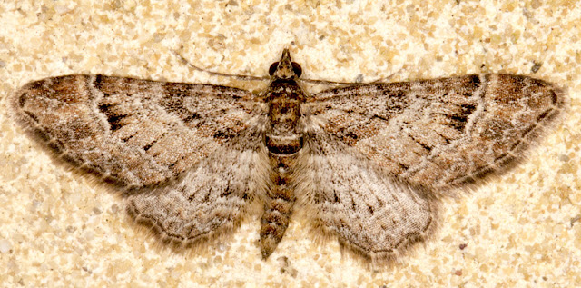 Double-striped Pug, Gymnoscelis rufifasciata. Geometridae. On the wall near my garden actinic light trap in Hayes on 16 April 2013. Double-striped Pug, Gymnoscelis rufifasciata. Geometridae. On the wall near my garden actinic light trap in Hayes on 16 April 2013.