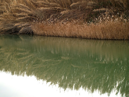 Canyís al voral del Llobregat Canyís al voral del Llobregat