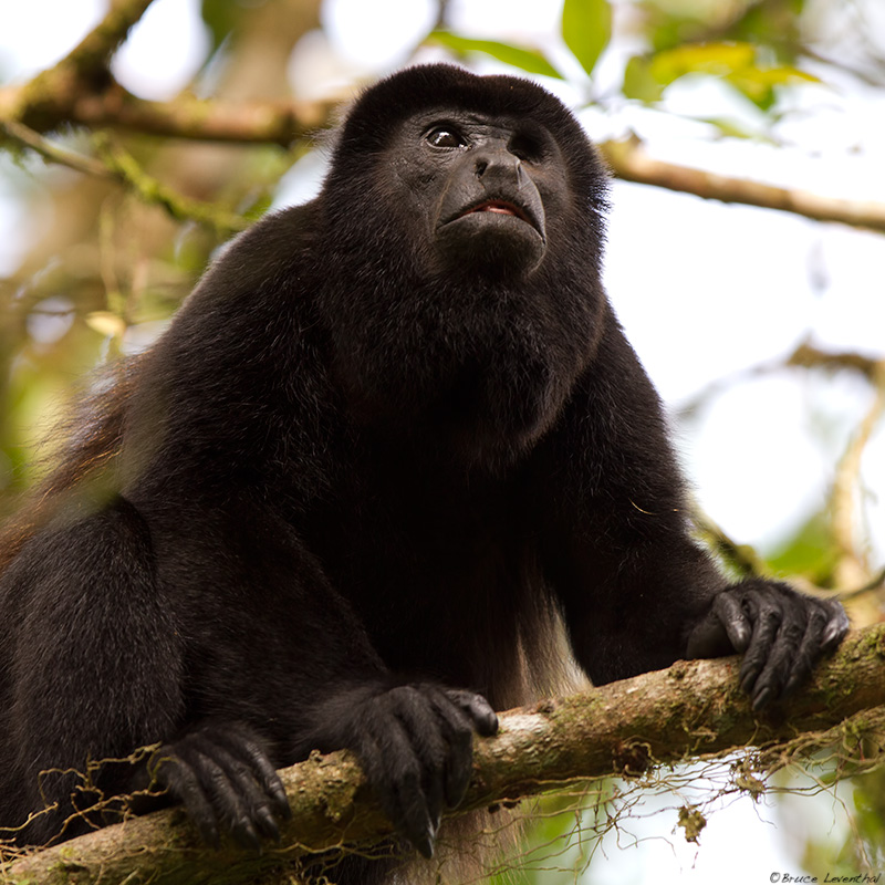 The Way We See It The OneEyed Monkey