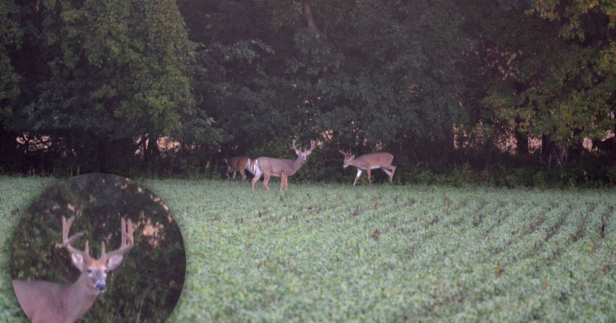 Deer Spotting Preseason Scouting for Whitetailed Deer (Part 1 of 3