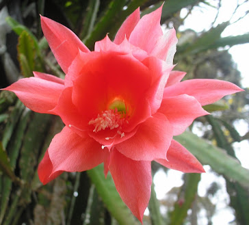cactus orquidea epiphyllum vermelha