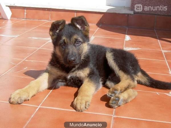 FOTO CACHORRO PASTOR ALEMAN foto cachorro pastor aleman: