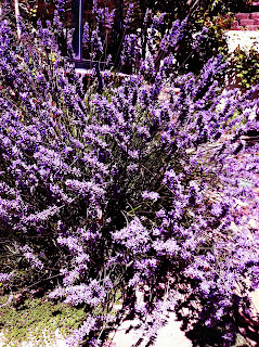 What Does Lavender Look Like Before It Blooms - What To Do With Lavender After It Blooms