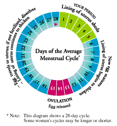 science pt3 form 3 menstrual cycle 28 days menstrual cycle chart