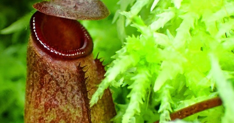 Nepenthes Rajah 2