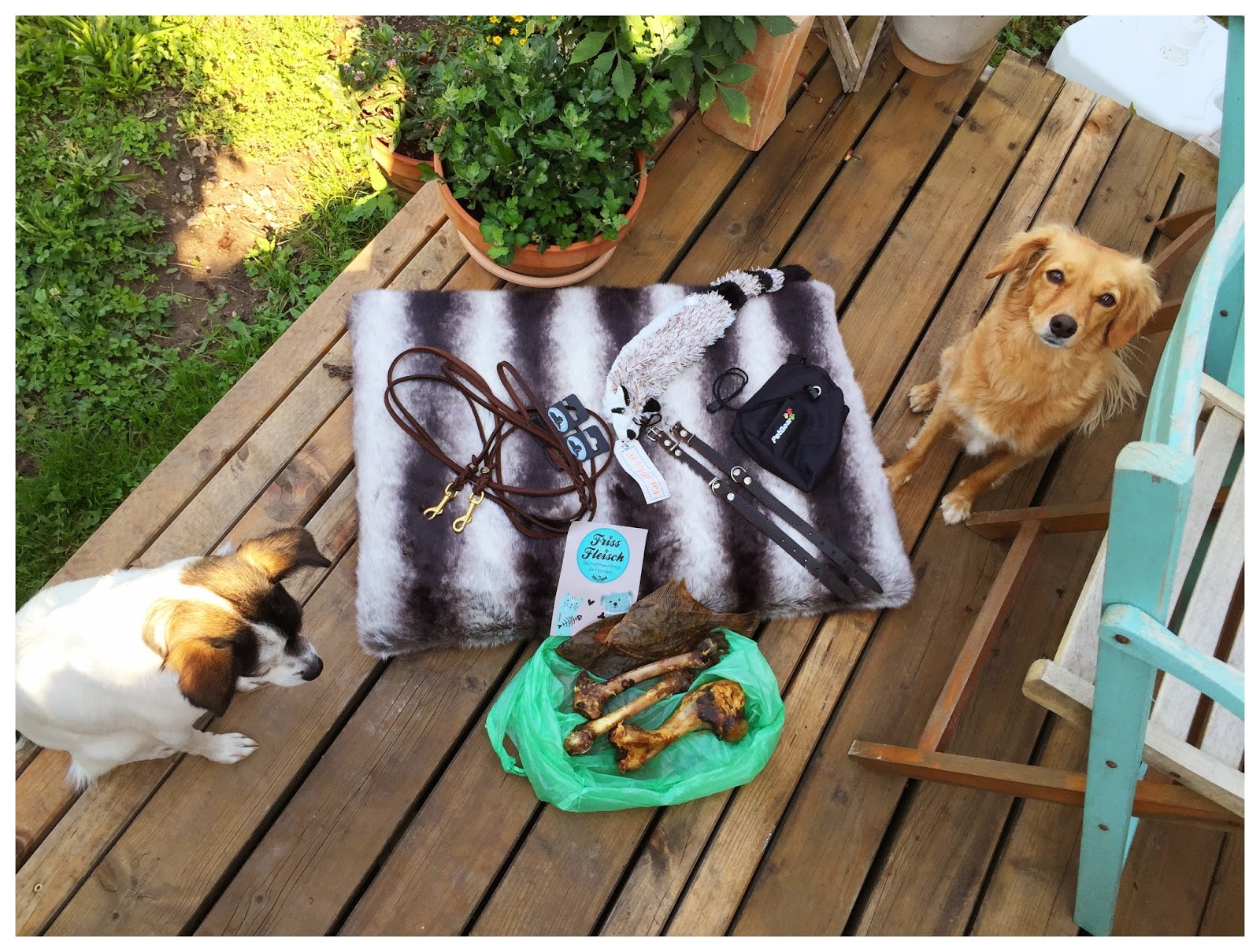 Serendipity is Life Leipziger Messe Hund und Katz