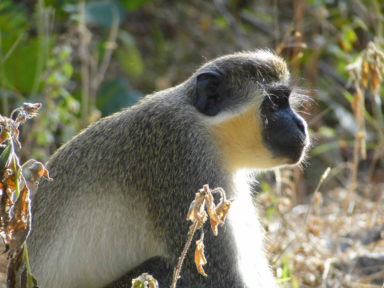 Druridge Bay Wildlife: Gambia List