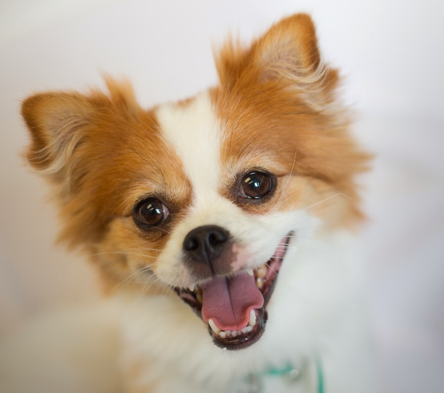 pomeranian pug mix shelter dogs of portland quot thumbelina quot spunky pomeranian pomeranian pug mix shelter dogs of portland quot thumbelina quot spunky pomeranian