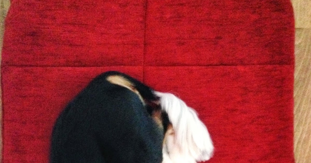 King Charles�lara ve Köpeklere Dair Bilmeniz Gerekenler&hellip; Yaz