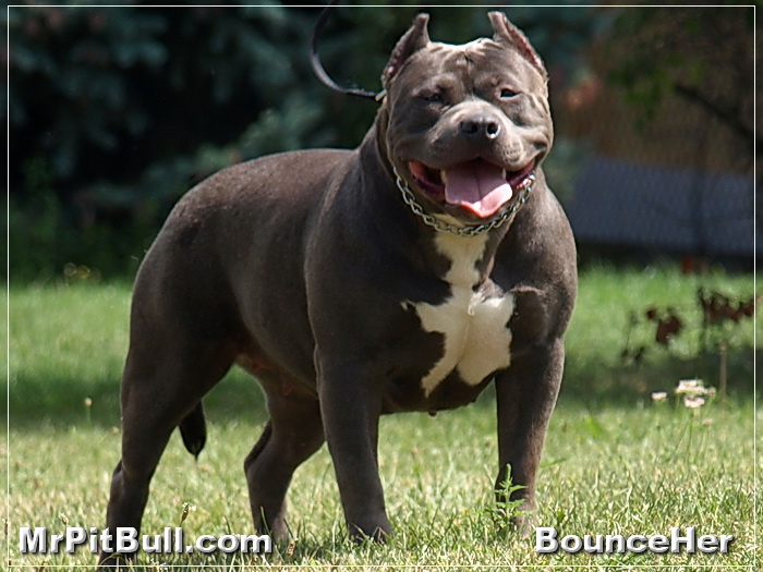 Blue nose pit bull Blue nose pit bull