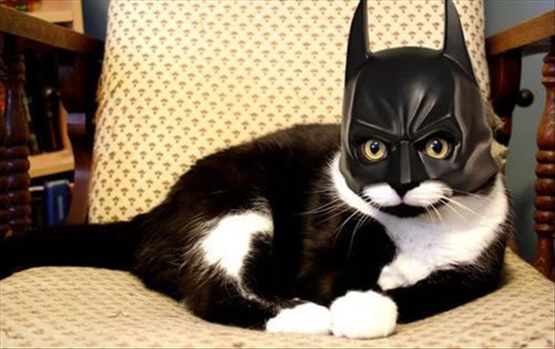 bat+cat.jpg