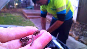 Tiny pine cones on a hand in front of a car being fixed by an NRMA man.