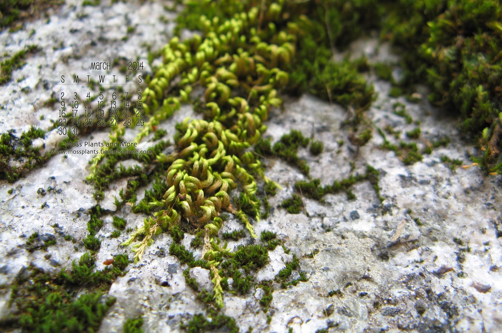Moss Plants And More March 2014 Desktop Calendar At Yosemite