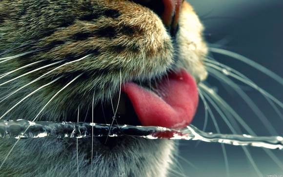 Язык кошки Язык кошки
