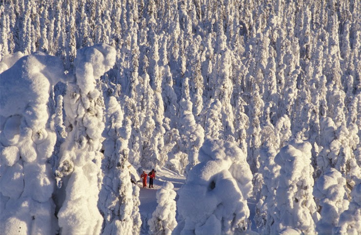 Go Skiing in Oulanka National Park in Finland Go Skiing in Oulanka National Park in Finland