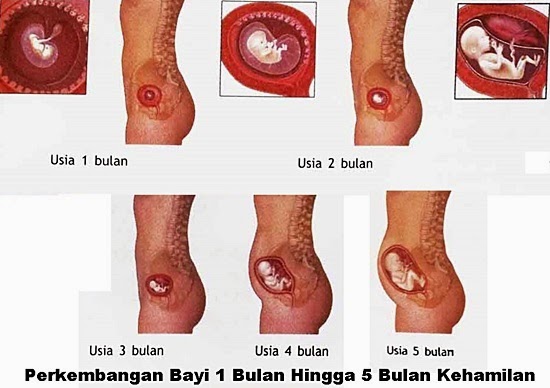 GAMBAR FETUS 1 BULAN HINGGA 5 BULAN HAMIL Perkembangan bayi dalam kandungan hamil 23 minggu, perkembangan fetus bayi ibu hamil 23 minggu, hamil minggu kedua puluh tiga mengandung, hamil mengandung 5 bulan trimester kedua, tanda hamil usia 23 minggu, kondisi keadaan ibu hamil umur kandungan minggu ke 23 trimester 2, bila tarikh mengandung, gambar bayi fetus 23 minggu, vitamin ibu hamil pil hematinik, asid folik, pil zat besi (ferrous fumarate)