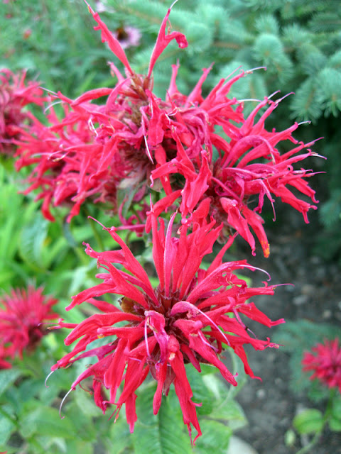 Gardenview Scarlet monarda