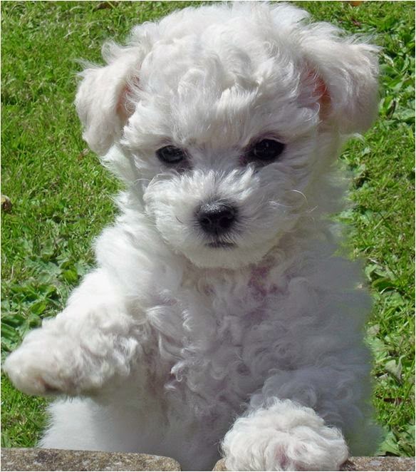 least smelly dogs pet s we april 2015 least smelly dogs pet s we april 2015