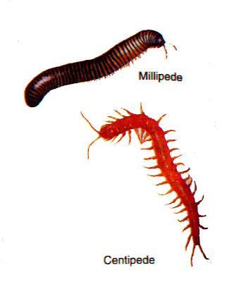 Phylum arthropoda classes picture