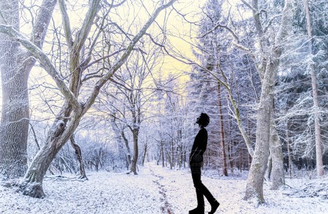 winter woods snow on trees, man looking up