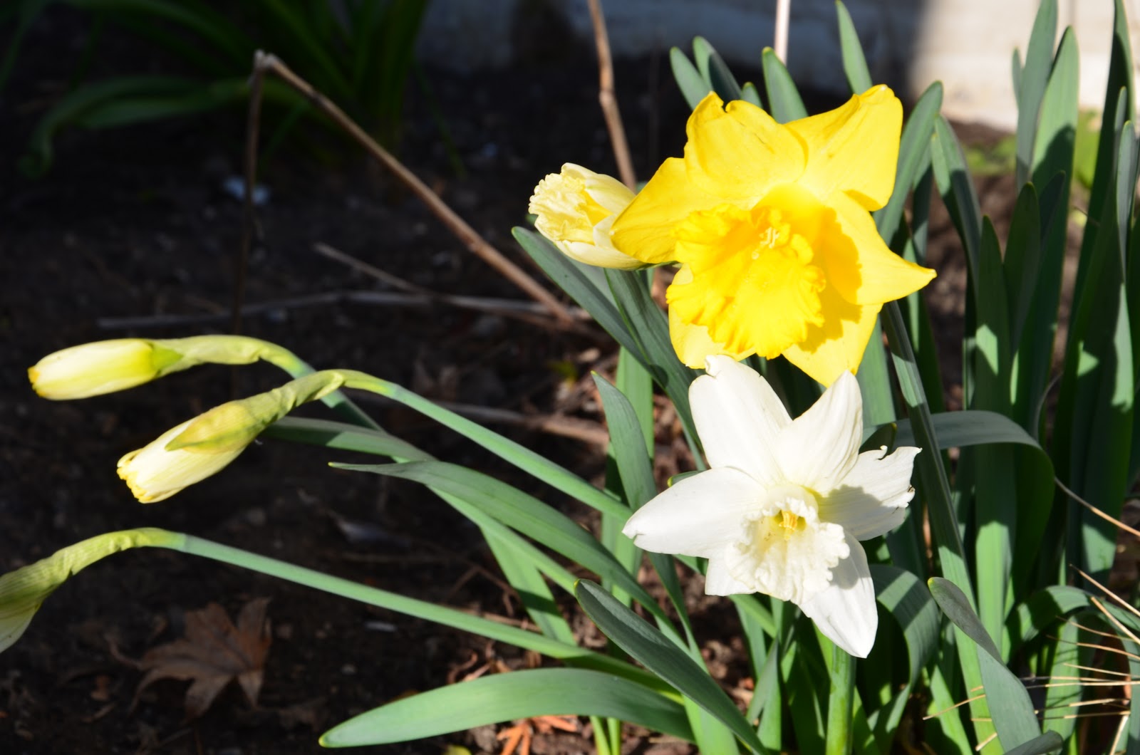 Zone Five and a Half Planting Bulbs Pay it Forward