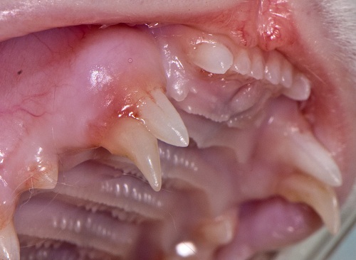 Adult baby in tooth