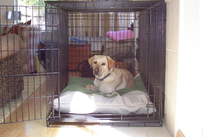 cabana happily laying on green bed inside a huge wire crate
